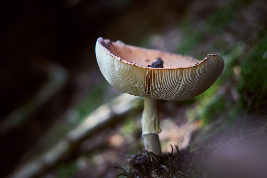 mushroom, lamellar, autumn, forest, nature, moss, forest mushroom, HD wallpaper