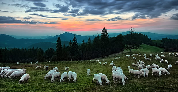 sunset, sheep, mountains, grazing, landscape, sky, clouds, twilight HD wallpaper