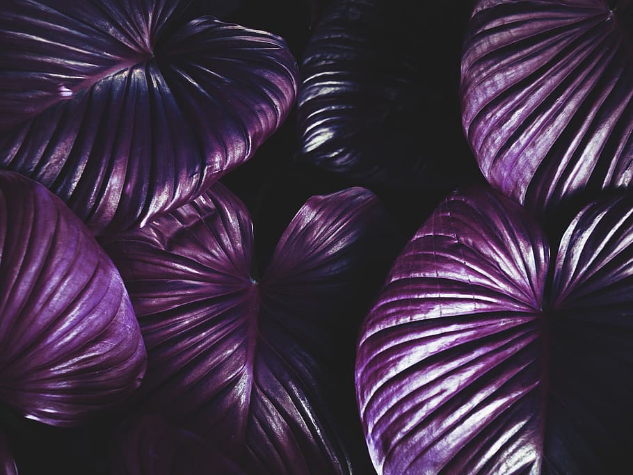 desktop, pattern, food, botanic, botanical, botany, clean, design HD wallpaper