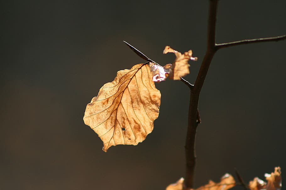 beech leaf, dry, light, plant part, change, nature, focus on foreground HD wallpaper