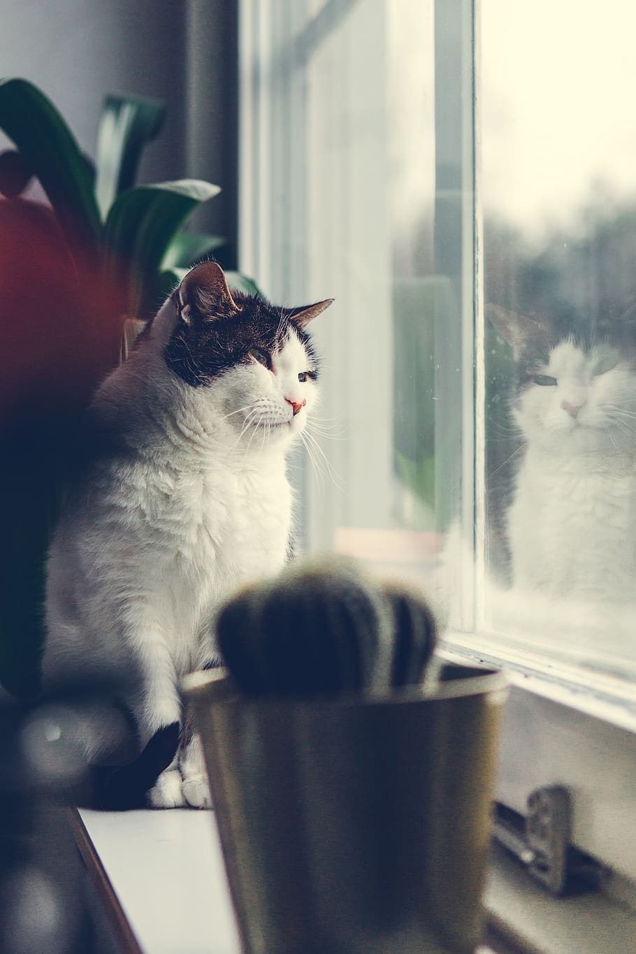 window, cat, animals, the window sill, cute, cozy, cats, pets HD wallpaper