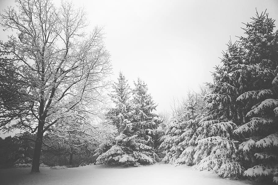 Snow Covered Trees, branches, landscape, winter, plant, cold temperature HD wallpaper