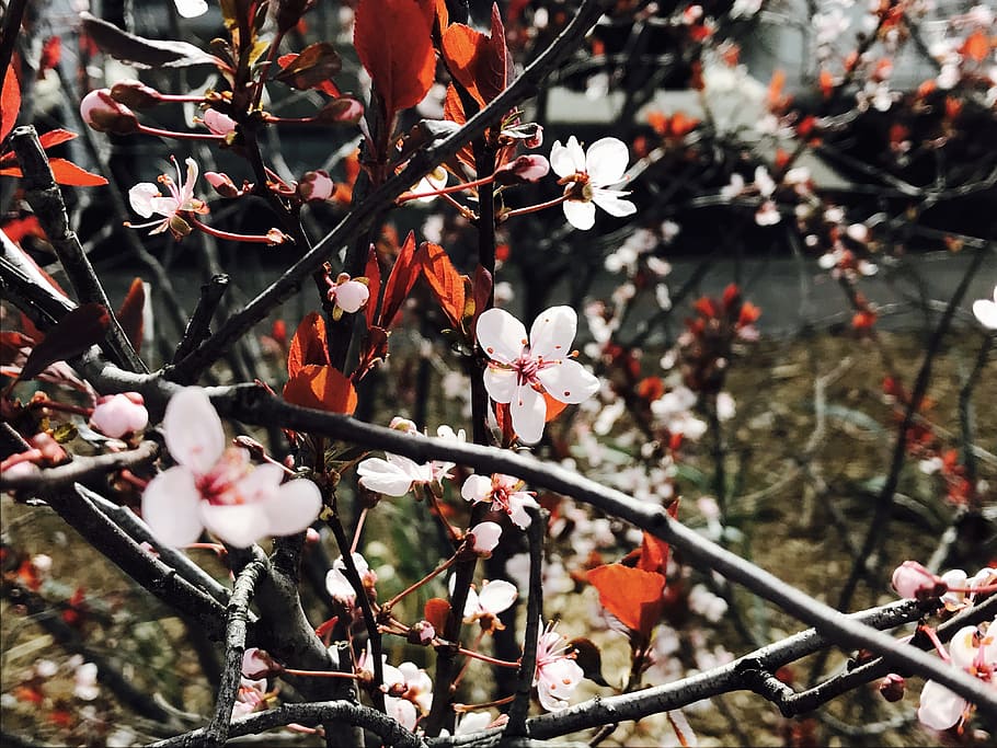 Flowers On A Tree, bloom, blossom, branches, cherry blossom, flora HD wallpaper