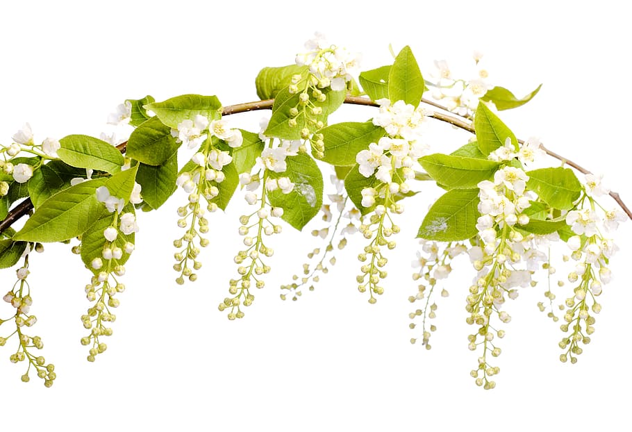 white, isolated, flower, closeup, detail, flora, floral, flores HD wallpaper