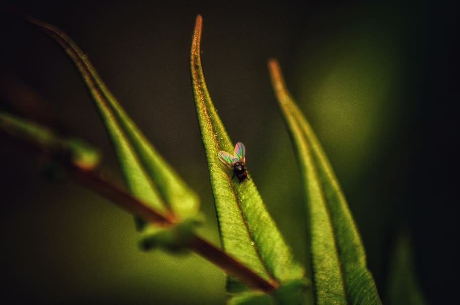 mushroom leaf, bee, landscape, afternoon, a long, plant, close-up HD wallpaper