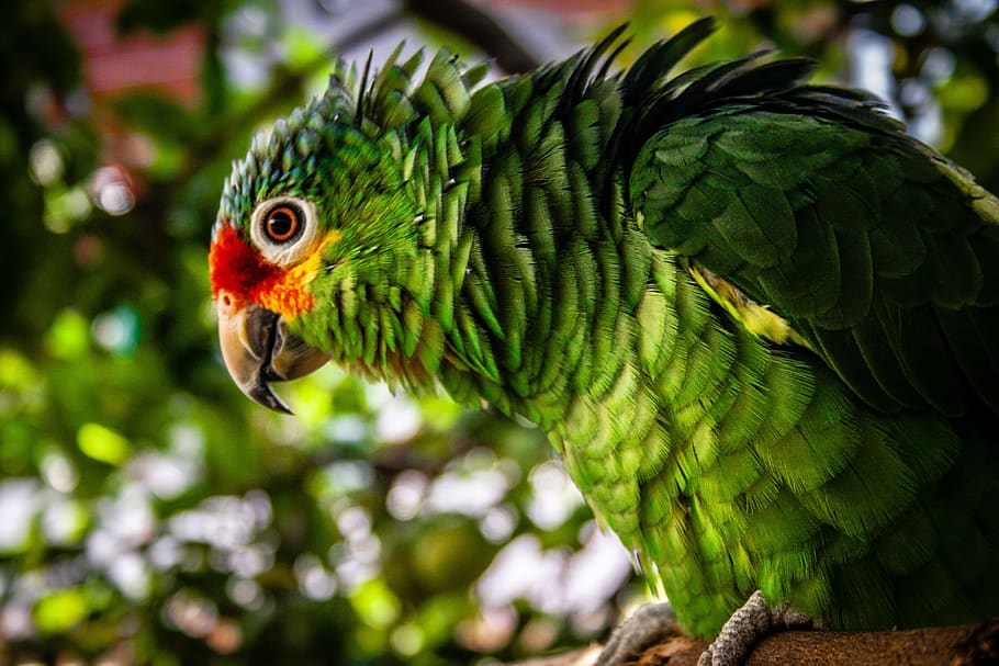 ave, parrot, exotic, nature, plumage, green, peak, pen, tropical HD wallpaper