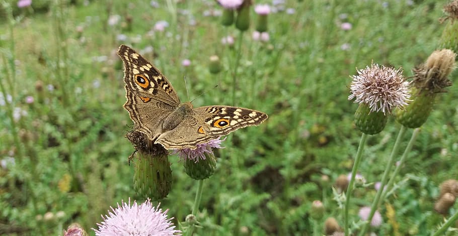 butterfly, insect, small, flower, plants, green, garden, nepal HD wallpaper