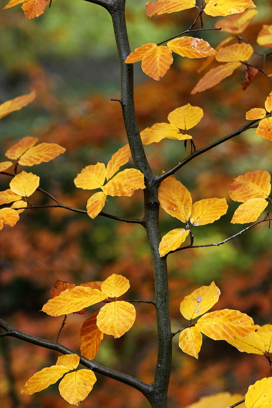 tree, fall, autumnal, yellow, season, branch, golden, leafe HD wallpaper