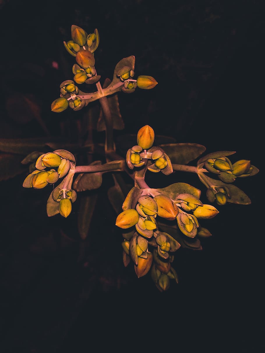 flower, flowering plant, beauty in nature, freshness, vulnerability HD wallpaper
