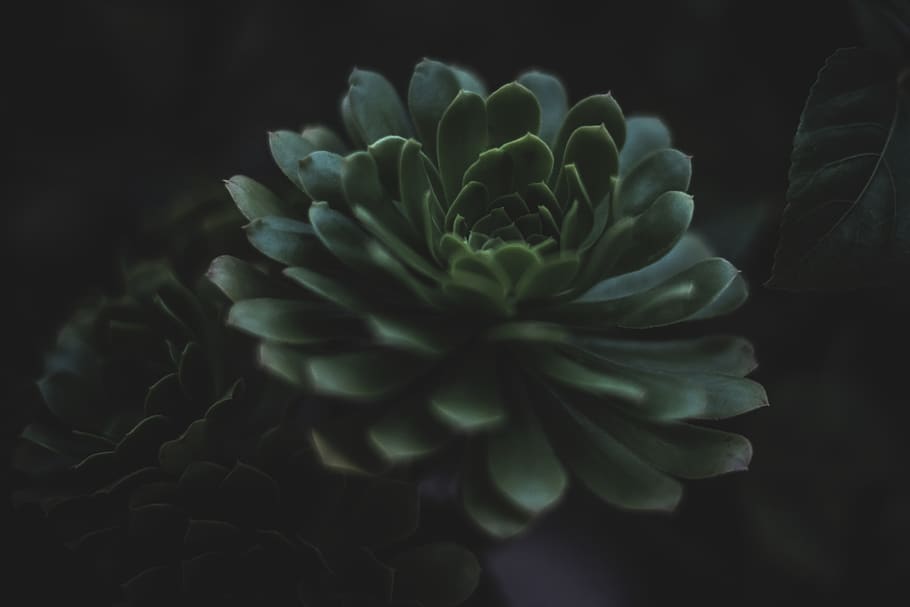 green succulent plant, beauty in nature, growth, close-up, fragility HD wallpaper