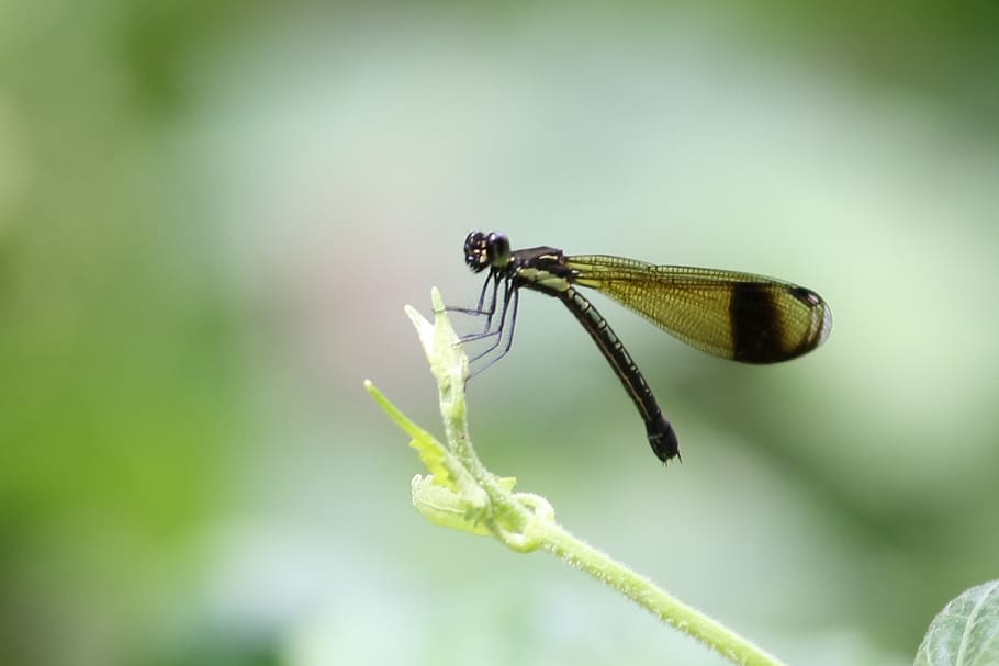 Green Dragonfly on Green Leaf during Daytime, close-up, insect HD wallpaper
