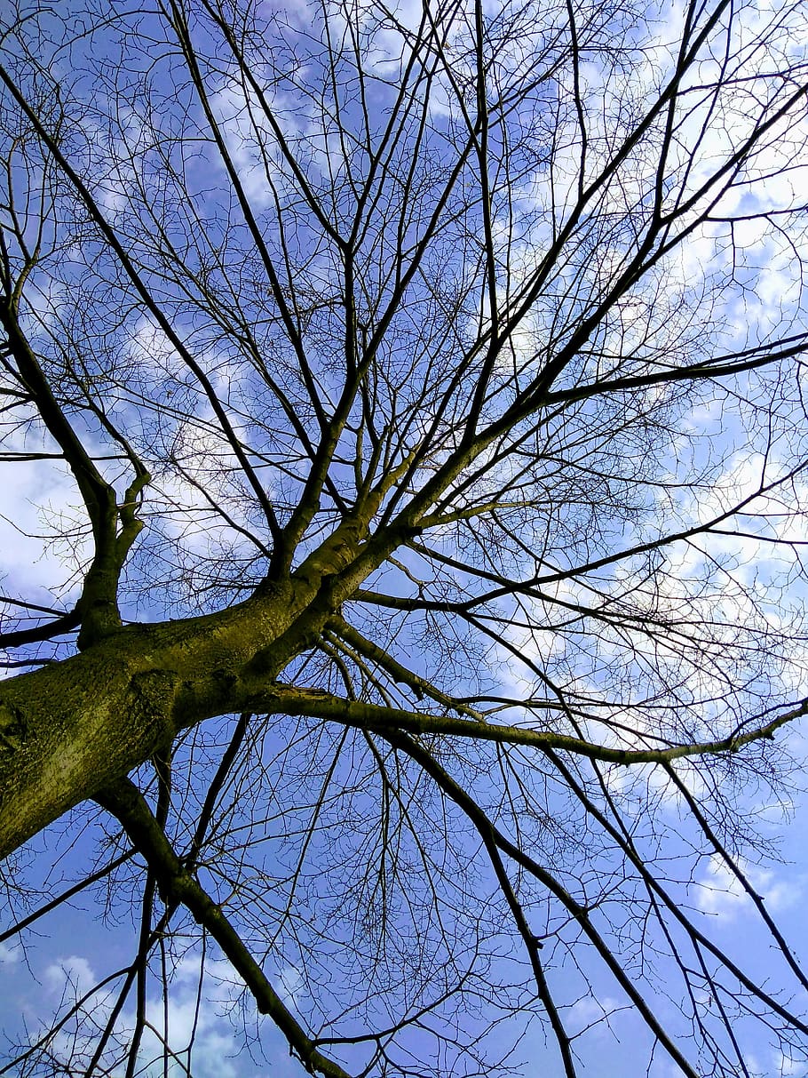 tree, day, blue, clouds, dry, summer, spring, a beautiful day HD wallpaper