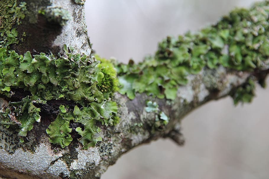 lichen, plant, texture, green, branch, green color, close-up HD wallpaper