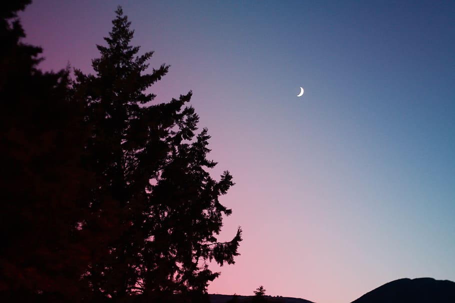 trees, moon, night, sky, plant, beauty in nature, silhouette HD wallpaper
