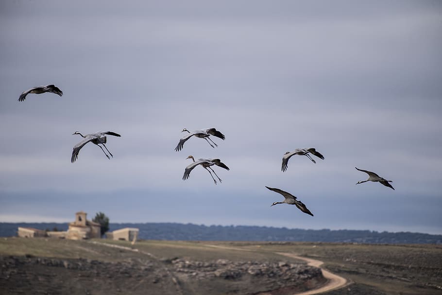 migration, cranes, spain, birds, flying, animals in the wild HD wallpaper