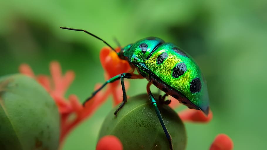 green, spits, beetle, insect, shine, jewel, green color, animal wildlife HD wallpaper