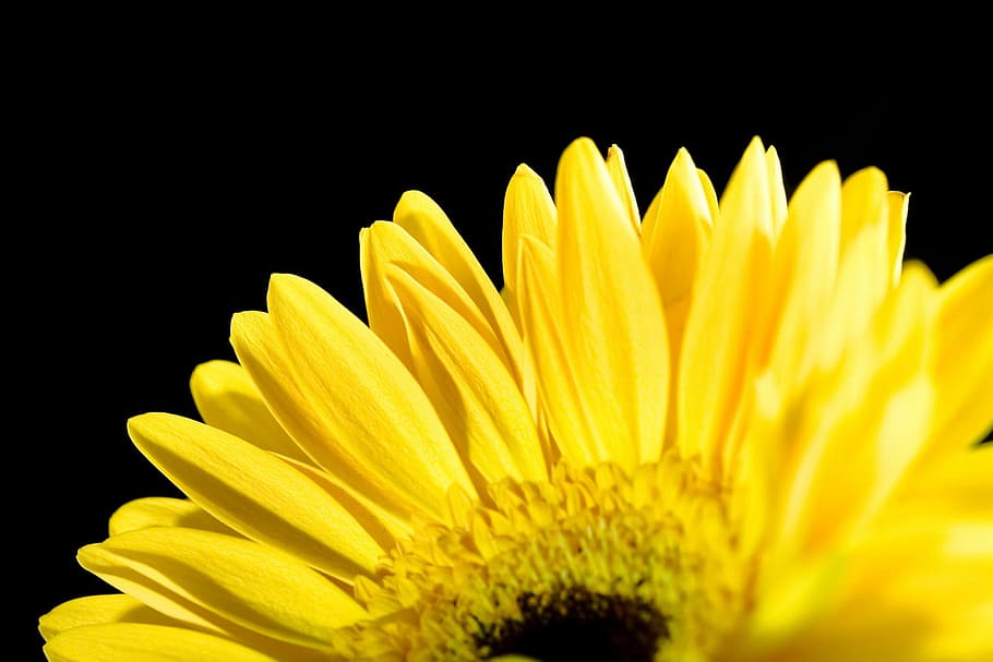 background, beautiful, blossom, botany, daisy, flora, flower HD wallpaper