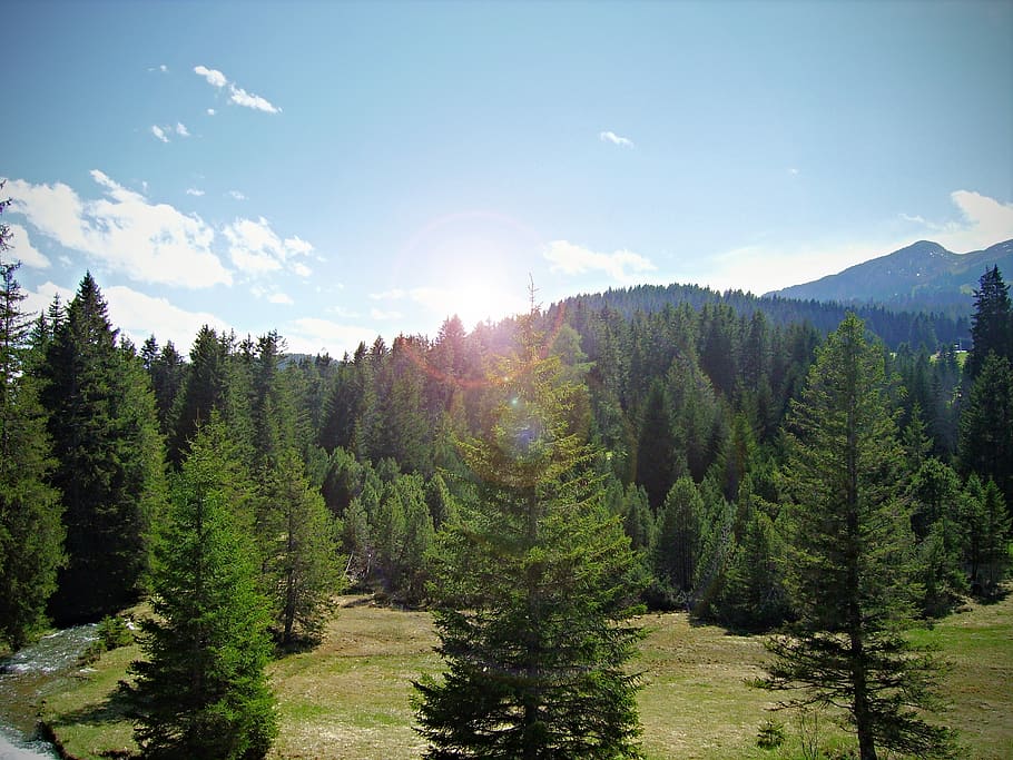lenzerheide, mountains, forest, trees, graubünden, switzerland HD wallpaper