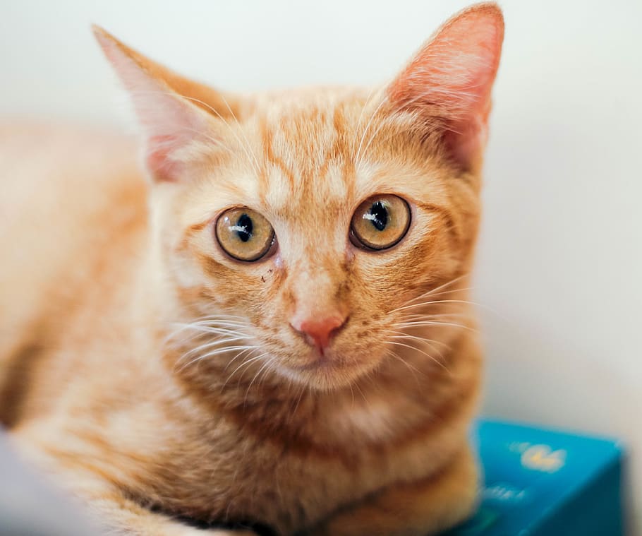 cat, pet, domestic cat, feline, mammal, pets, domestic animals HD wallpaper