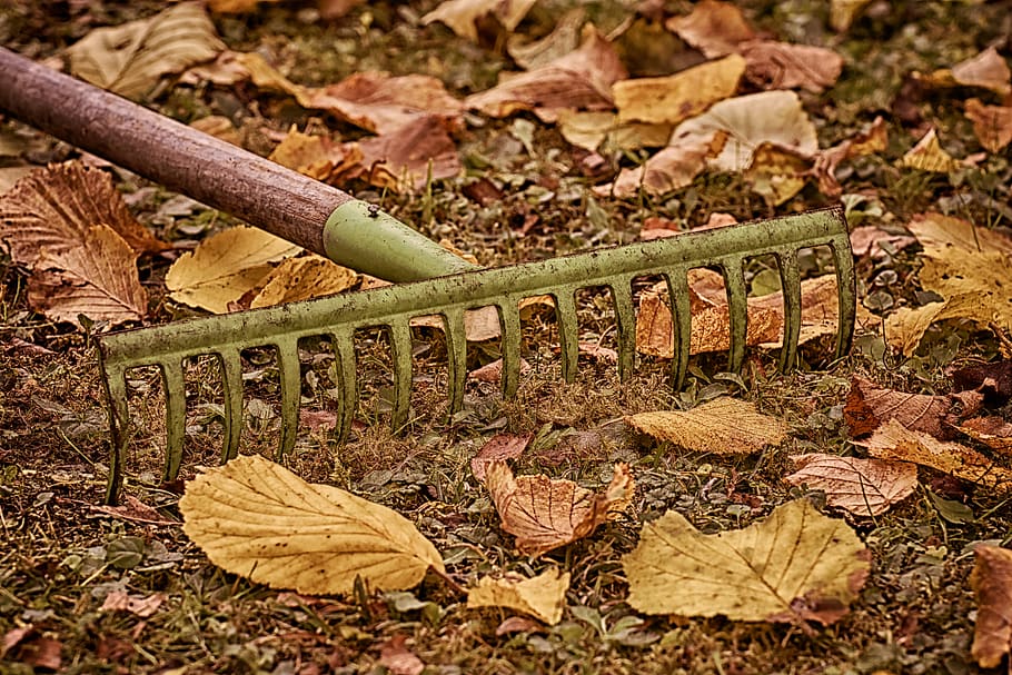 autumn, gardening, computing, leaves, colorful, nature, fall foliage HD wallpaper