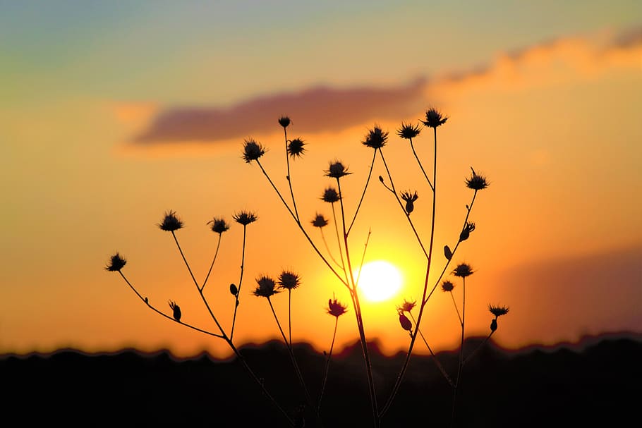 sunset, horizon, sky, clouds, nature, in the evening, solar HD wallpaper