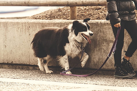 how far can my border collie puppy walk