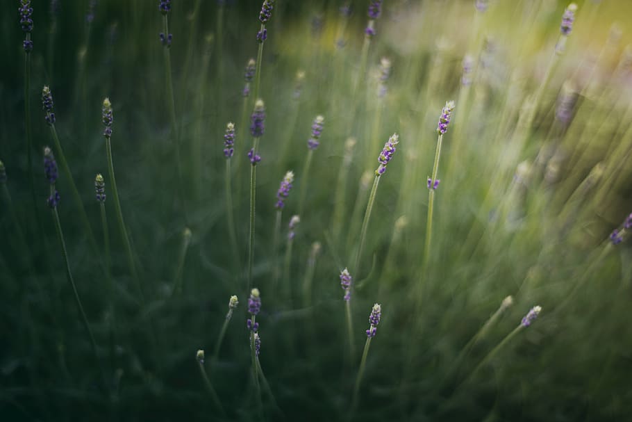 plant, grass, flower, purple, blossom, nature, petal, lavender, HD wallpaper