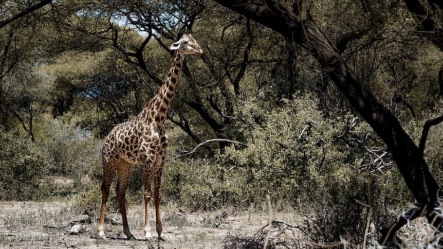 brown giraffe on forest, wildlife, mammal, animal, vegetation HD wallpaper