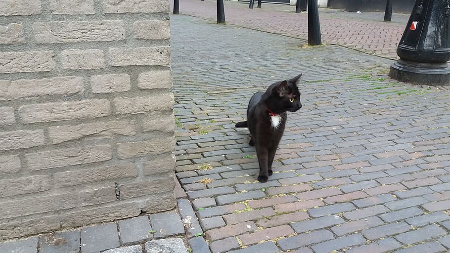 netherlands, utrecht, pets, domestic, animal themes, mammal HD wallpaper