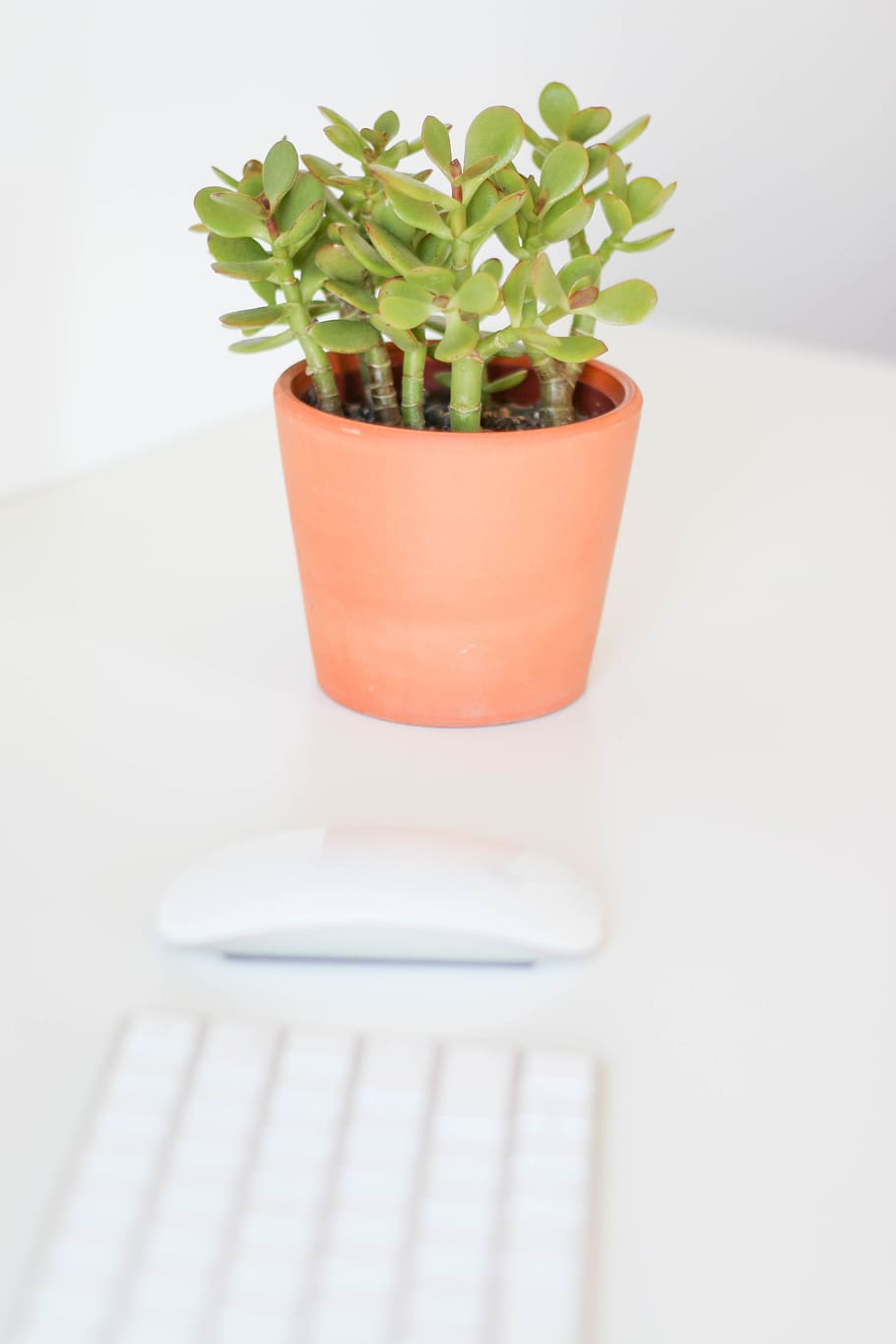 potted plant, growth, indoors, no people, close-up, nature HD wallpaper