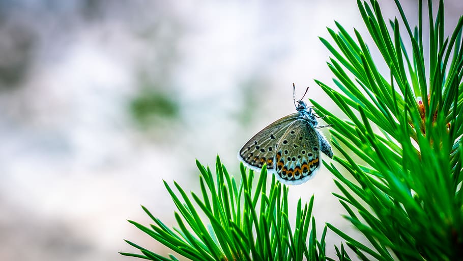 Common Blue Butterfly Perching On Pine Tree In Selective Focus Photography HD wallpaper