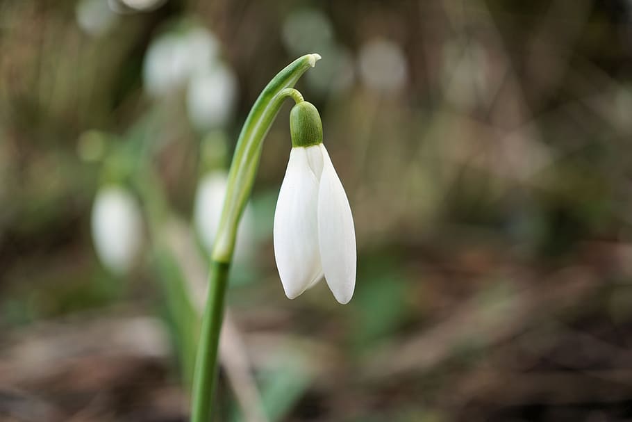snowdrop, flower, spring, blossom, bloom, nature, season, leaf HD wallpaper