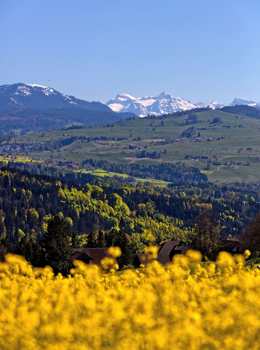 trees at mountain, field, zug, switzerland, forest, grassland HD wallpaper