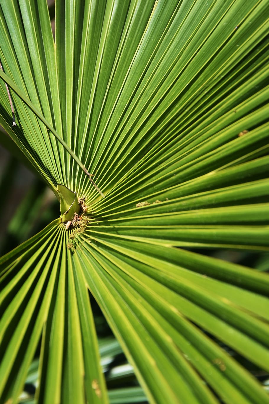 leaf, plant, tree, palm tree, arecaceae, green, summer, droplet HD wallpaper