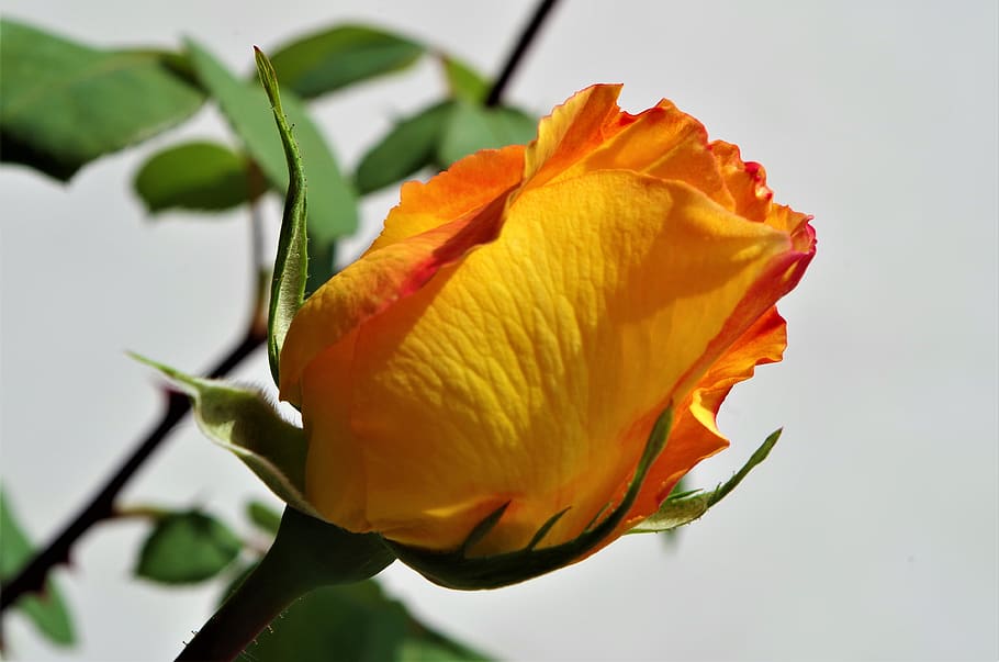 rosa, rose, flower, rosebud, flowering plant, beauty in nature, HD wallpaper