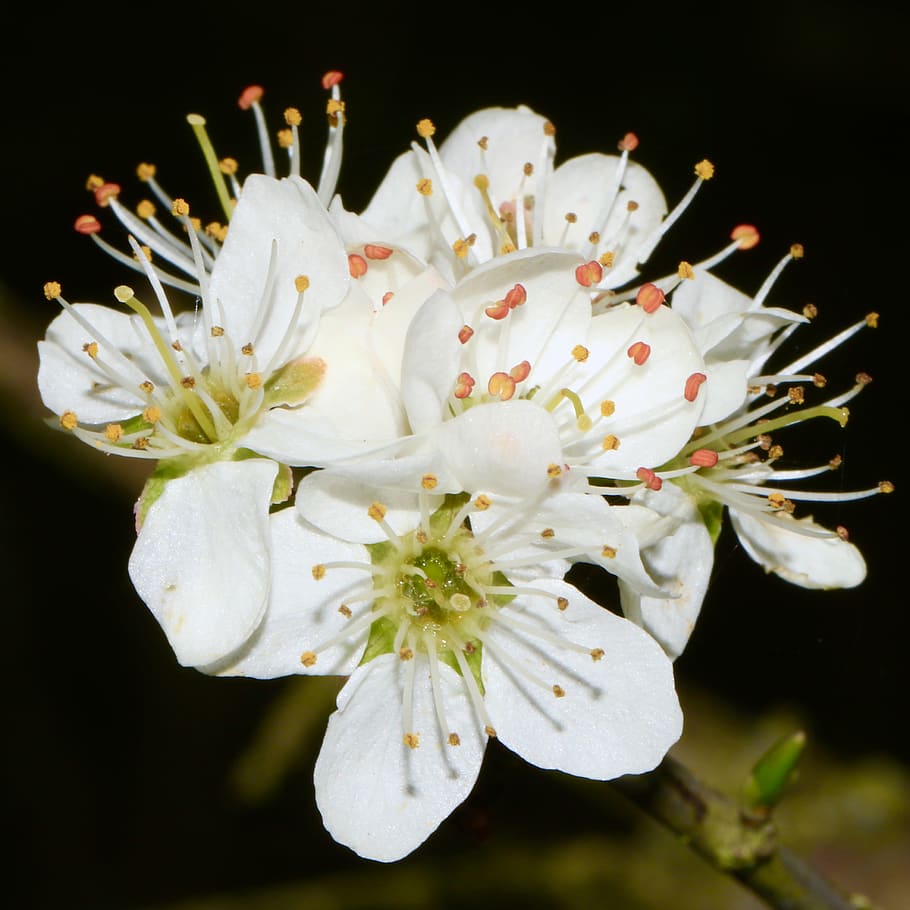 white flowers, flowering plant, freshness, beauty in nature, fragility HD wallpaper