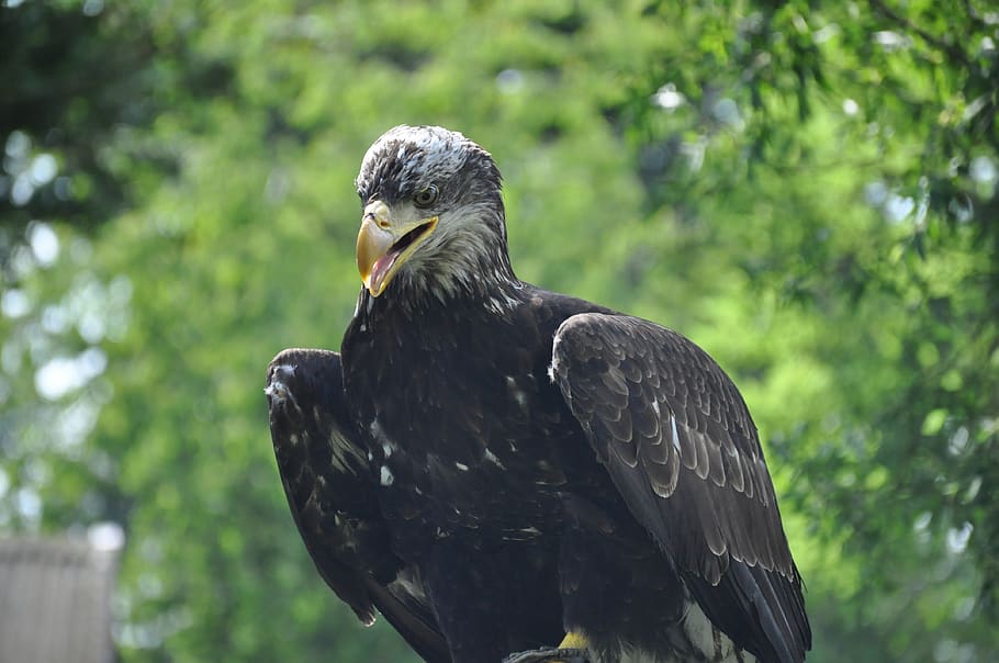 eagle, bird, portrait, vertebrate, animal themes, animals in the wild HD wallpaper