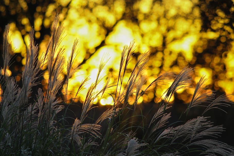 grass, weeds, sun, sunset, growth, plant, beauty in nature HD wallpaper