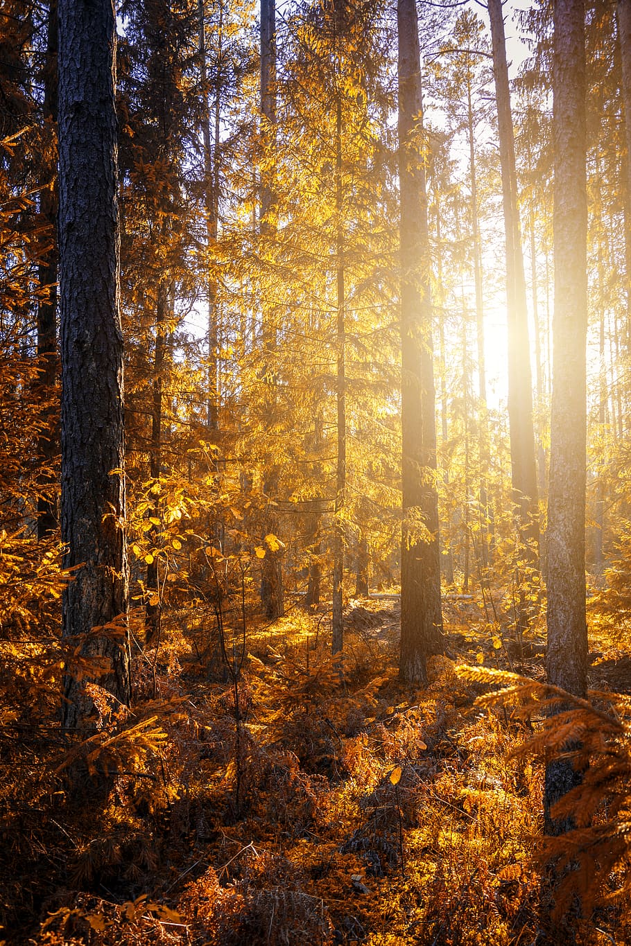 Forest During Sunset, branch, bright, daylight, environment, fall foliage HD wallpaper