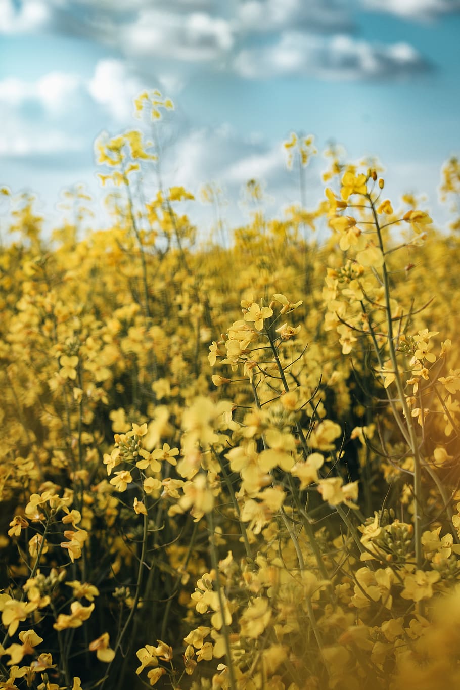 Selective Focus Photo of Yellow Flowers, beautiful, bloom, blooming HD wallpaper