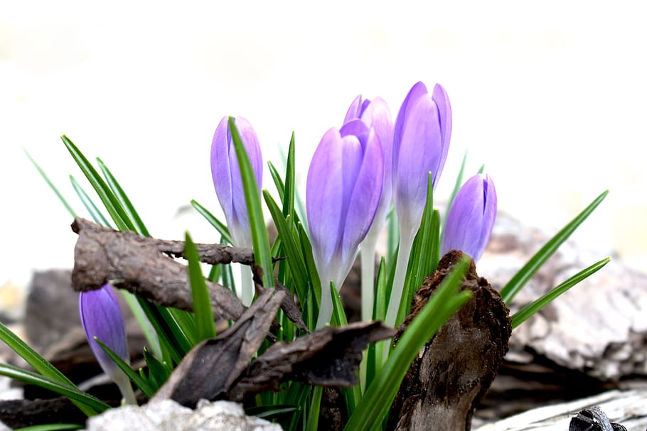 saffron, spring, purple, flower, plant, garden, blooms at, flora, HD wallpaper