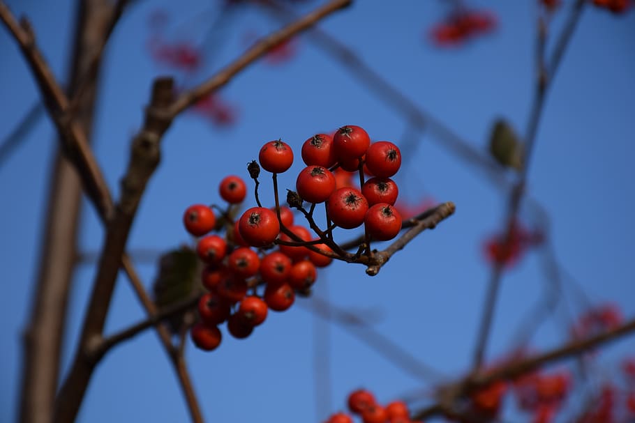 rowan, blue, sprig, fruit, food, food and drink, healthy eating HD wallpaper