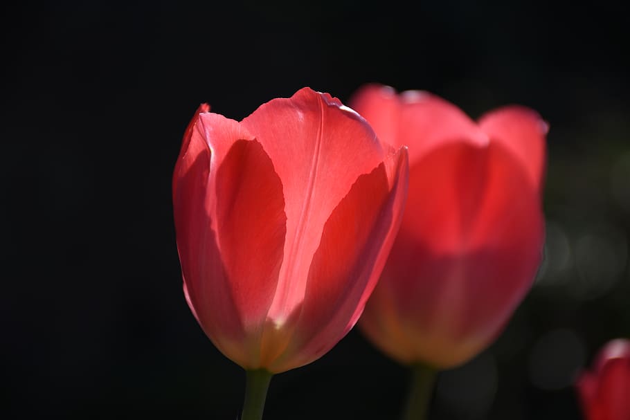 united kingdom, wormit, flower, flowering plant, fragility HD wallpaper