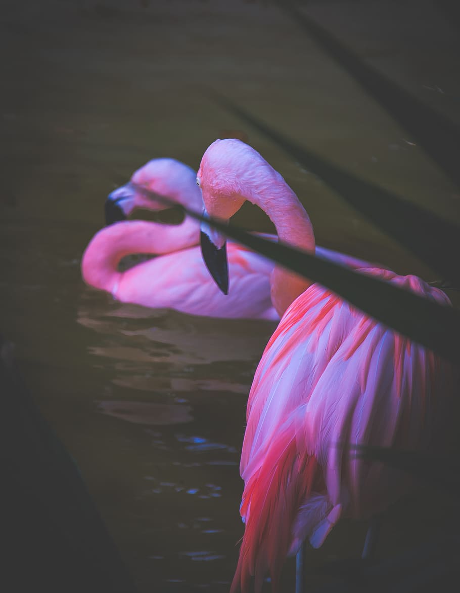 Pink Birds Pictures  Download Free Images on Unsplash