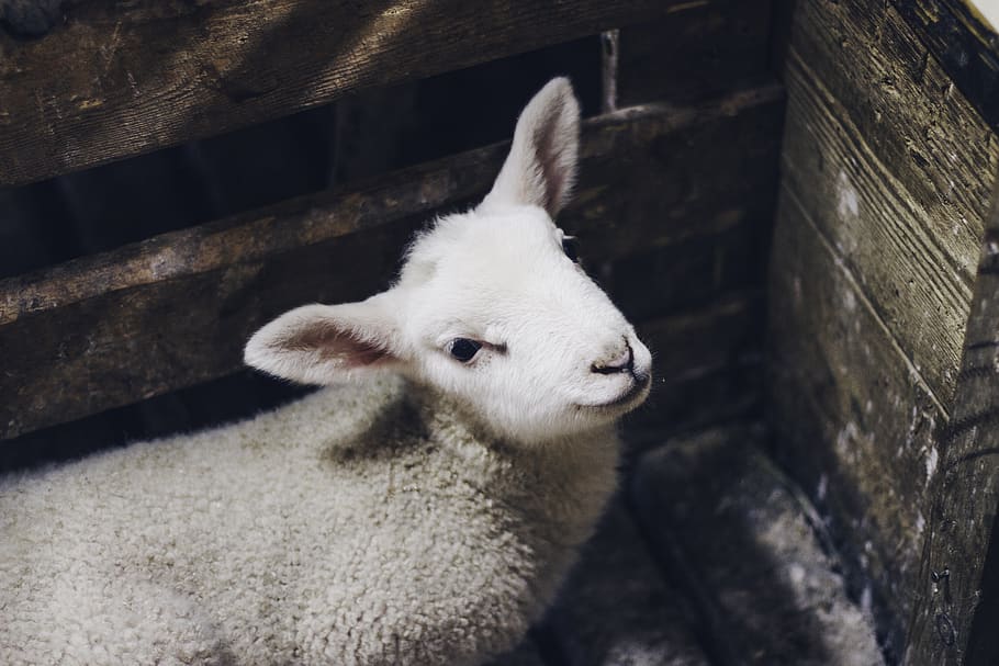 beige sheep inside cage, mammal, animal themes, livestock, domestic animals HD wallpaper