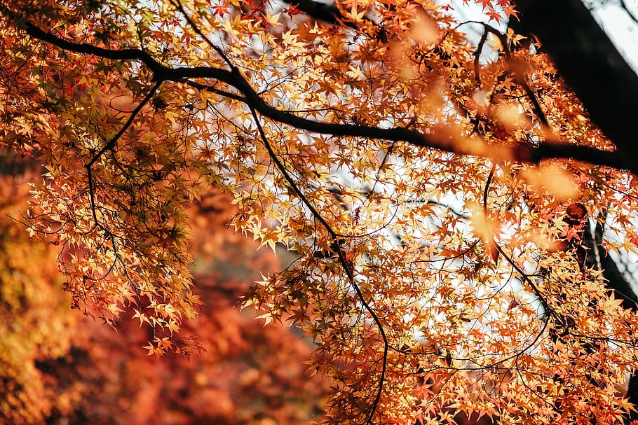 brown leaves, tree, autumn, plant, change, branch, beauty in nature HD wallpaper