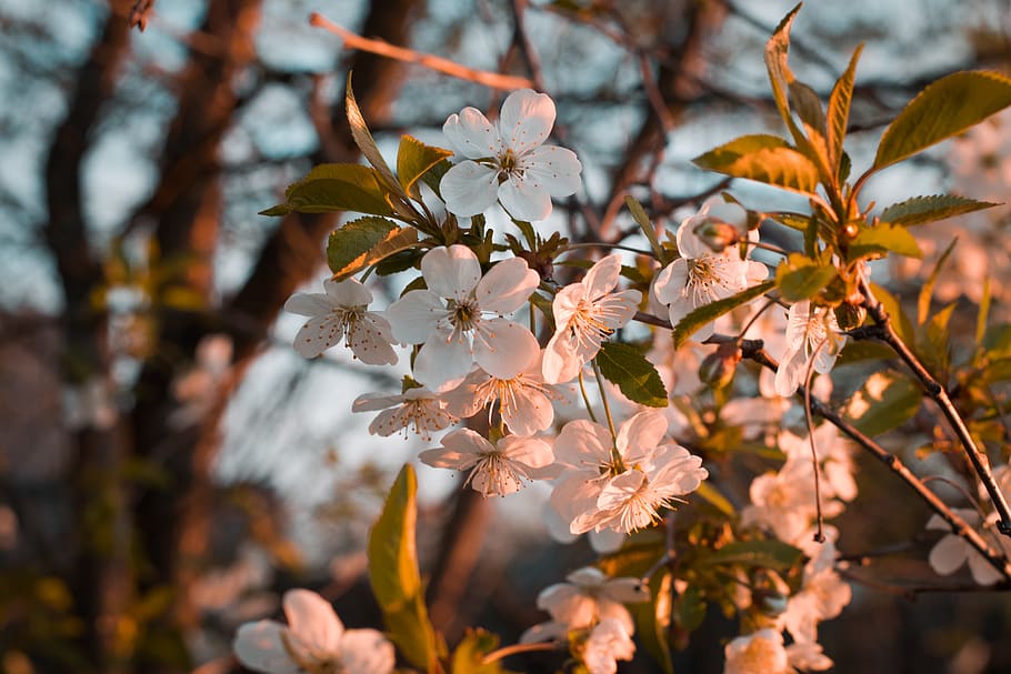 cherry tree, sakura, dark green, love, first flowers, spring flowers