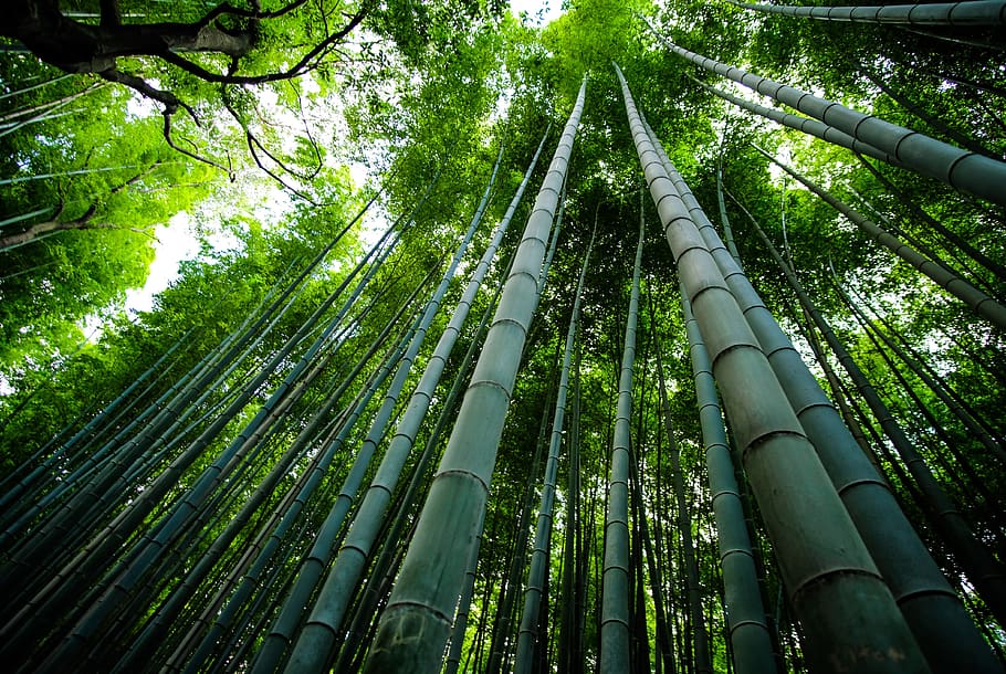 bamboo trees scenery, bamboo - plant, bamboo grove, forest, low angle view HD wallpaper