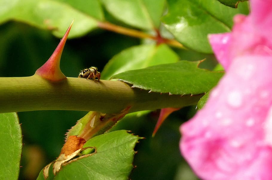 rose, thorn, spider, tiny, summer, plant part, leaf, animal wildlife HD wallpaper