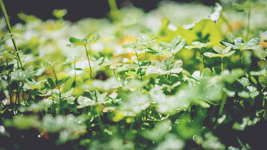green leafed plant, growth, freshness, beauty in nature, flower HD wallpaper